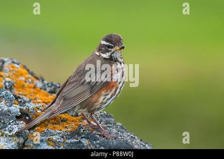 Redwing, Koperwiek, Turdus iliacus ssp. coburni, Island, Erwachsene Stockfoto