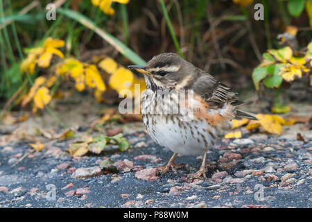 Redwing - Rotdrossel Turdus iliacus - ssp. Iliacus, Deutschland, Erwachsene Stockfoto