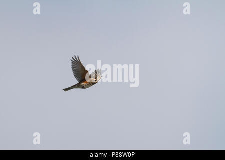 Redwing - Rotdrossel Turdus iliacus - ssp. Iliacus, Deutschland, Erwachsene Stockfoto