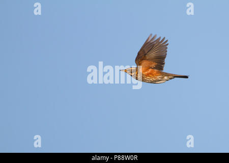 Redwing - Rotdrossel Turdus iliacus - ssp. Iliacus, Deutschland, Erwachsene Stockfoto