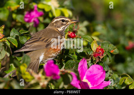 Redwing - Rotdrossel Turdus iliacus - ssp. Iliacus, Deutschland, Erwachsene Stockfoto