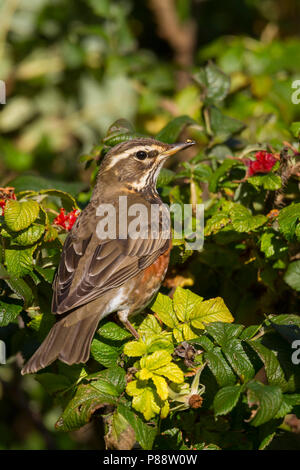 Redwing - Rotdrossel Turdus iliacus - ssp. Iliacus, Deutschland, Erwachsene Stockfoto