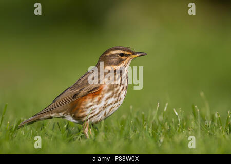 Redwing - Rotdrossel Turdus iliacus - ssp. Iliacus, Deutschland, Erwachsene Stockfoto