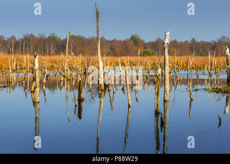 Hoogveen in Diepholz, Deutschland; Moorbecken in Diepholz, Deutschland Stockfoto