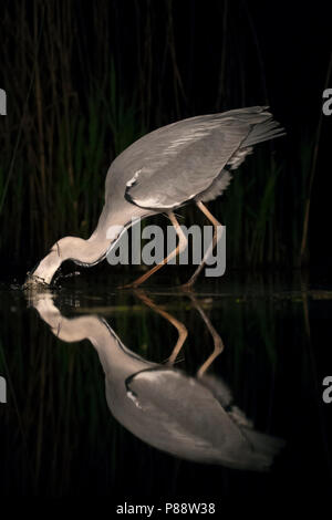 Blauwe Reiger duikend in Wasser; Graureiher Tauchen in Wasser Stockfoto