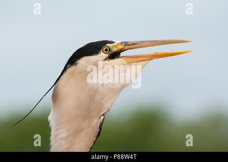 Blauwe Reiger slikt gegenüber Tür; Graureiher verschlucken Fische Stockfoto