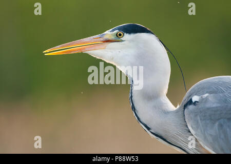 Blauwe Reiger slikt gegenüber Tür; Graureiher verschlucken Fische Stockfoto