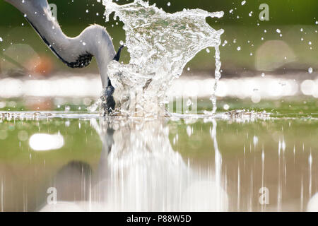 Blauwe Reiger duikend in Wasser; Graureiher Tauchen in Wasser Stockfoto