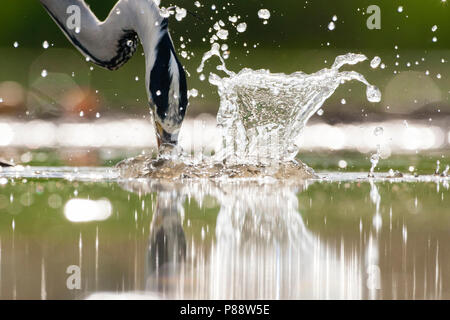 Blauwe Reiger duikend in Wasser; Graureiher Tauchen in Wasser Stockfoto