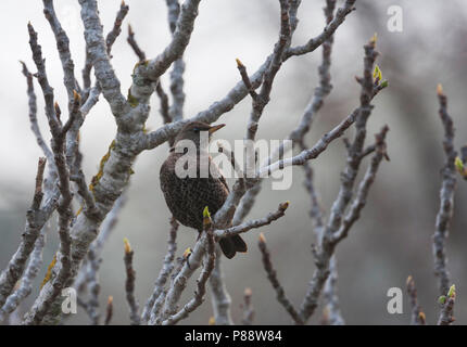Die ringdrossel Beflijster, Turdus Torquatus, Mallorca, 2. CY Stockfoto