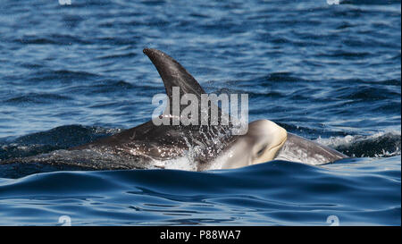 Gramper met Jong sterben Tür de oppervlakte doorbreken; Risso's Dolphin Erwachsener mit Jungen brechen die Oberfläche des Wassers Stockfoto