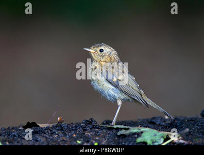 Jonge Roodborst, Juvenile europäischen Rotkehlchen, Erithacus rubecula Stockfoto