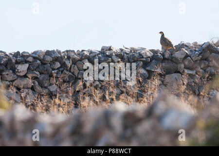 Rock Partridge Alectoris graeca - steinhuhn - ssp. Saxatilis, Kroatien, Erwachsene Stockfoto