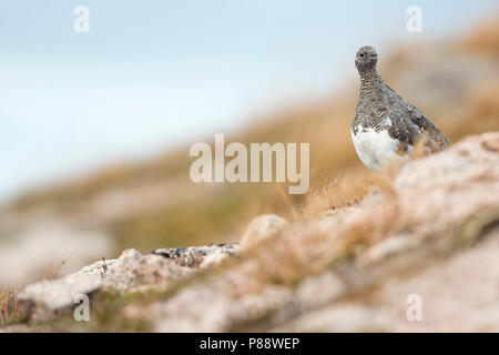 Rock Ptarmigan - - Alpenschneehuhn Lagopus muta ssp. millaisi, Schottland Stockfoto