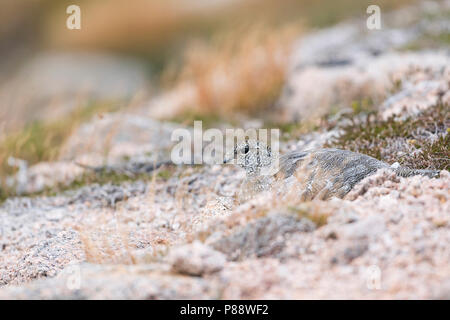 Rock Ptarmigan - - Alpenschneehuhn Lagopus muta ssp. millaisi, Schottland Stockfoto