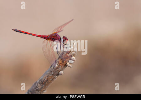 Imago Ritt zonnewijzer; Erwachsene rot geäderten Dropwing; Stockfoto