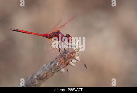 Imago Ritt zonnewijzer; Erwachsene rot geäderten Dropwing; Stockfoto