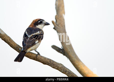 Shrike rotkopfwürger (Lanius Senator) sitzen auf einem exponierten Barsch in Portugal. Stockfoto