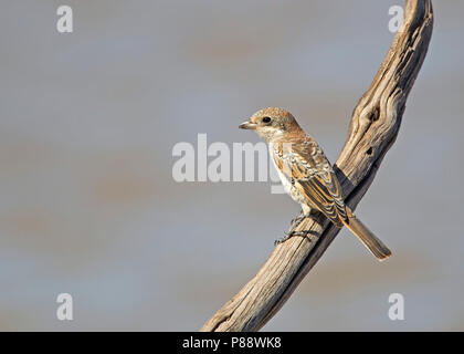 Shrike unreifen Rotkopfwürger (Lanius Senator) sitzen auf einem exponierten Barsch in Portugal. Stockfoto