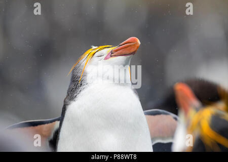 Royal Penguin (Eudyptes schlegeli) genießen den Regen am Sandstrand, Macquarie Inseln, Australien Stockfoto