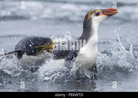 Zwei königliche Penguin (Eudyptes schlegeli) kämpfen am Strand von Buckles Bay auf Macquarie Inseln, Australien Stockfoto