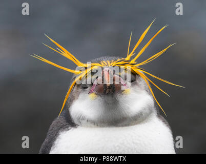 Royal Penguin (Eudyptes schlegeli) den Nachmittag auf Macquarie Inseln genießen, Australien Stockfoto