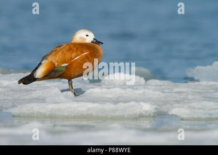 Ruddy Brandente - rostgans Tadorna ferruginea -, Schweiz, Erwachsener, Frauen stehen auf Eis Stockfoto