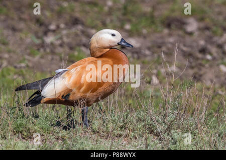 ; Bräunlich Casarca ferruginea Tadorna Brandgans; Stockfoto