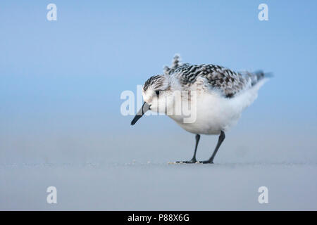 - Sanderling Sanderling Calidris Alba -, Deutschland, 1. CY Stockfoto