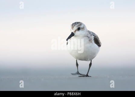 - Sanderling Sanderling Calidris Alba -, Deutschland, 1. CY Stockfoto