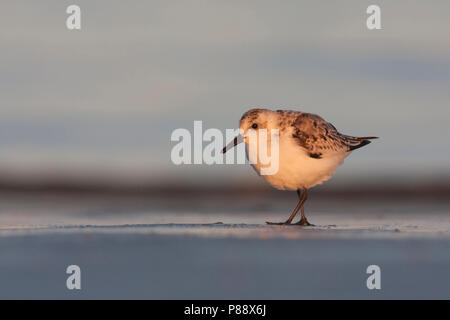 - Sanderling Sanderling Calidris Alba -, Deutschland, 1. CY Stockfoto