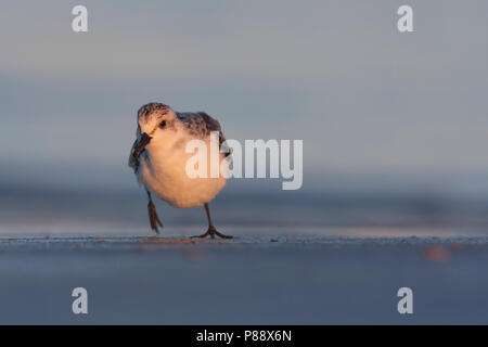 - Sanderling Sanderling Calidris Alba -, Deutschland, 1. CY Stockfoto