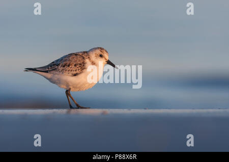 - Sanderling Sanderling Calidris Alba -, Deutschland, 1. CY Stockfoto