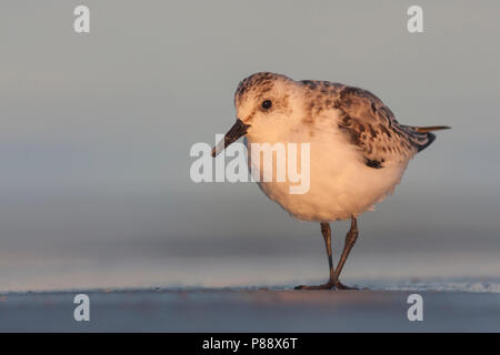 - Sanderling Sanderling Calidris Alba -, Deutschland, 1. CY Stockfoto