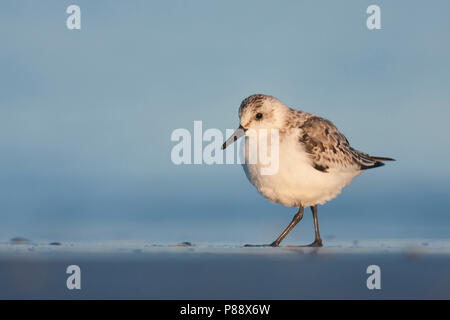 - Sanderling Sanderling Calidris Alba -, Deutschland, 1. CY Stockfoto