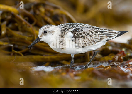 - Sanderling Sanderling Calidris Alba -, Deutschland, 1. CY Stockfoto