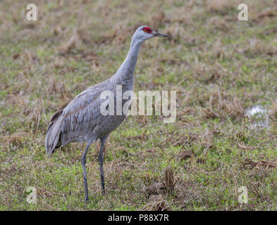 Überwinterung Sandhill Crane (Grus canadensis) auf Hokkaido, Japan. Stockfoto