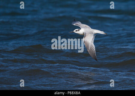 Brandseeschwalbe Brandseeschwalbe Sterna sandvicensis - -, Deutschland, 1.cy Stockfoto