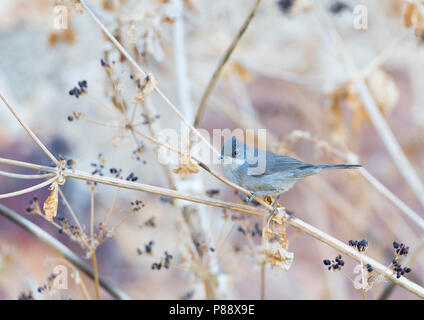 Weibliche sardische Warbler (Sylvia Melanocephala) in trockenen Bush im Sommer. Stockfoto