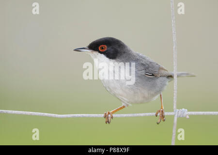 Sardische Warbler, Kleine Zwartkop, Sylvia melanocephala ssp. Melanocephala, Mallorca Stockfoto