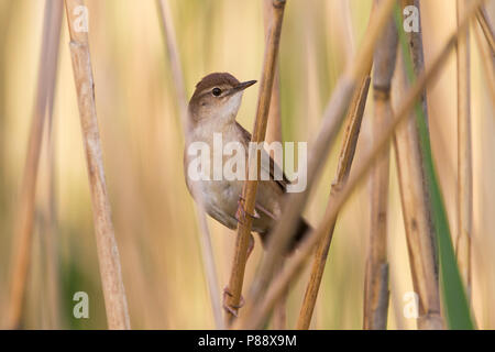 Savis Warbler - - Locustella luscinoides Rohrschwirl, Deutschland Stockfoto