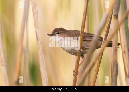 Savis Warbler - - Locustella luscinoides Rohrschwirl, Deutschland Stockfoto