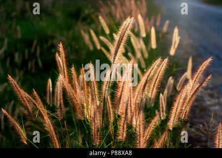 Pennisetum Blume am späten Nachmittag Sonnenlicht Stockfoto