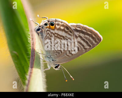 Tijgerblauwtje/Long-tailed Blue (Lampides boeticus) Stockfoto