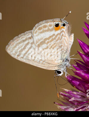 Tijgerblauwtje/Long-tailed Blue (Lampides boeticus) Stockfoto