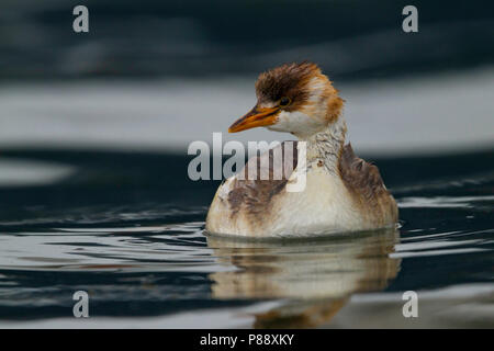 Titicaca Grebe (Rollandia microptera) Stockfoto