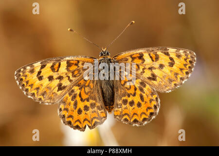 Toortsparelmoervlinder/Schreiadler Fritillary (Melitaea trivia) Stockfoto