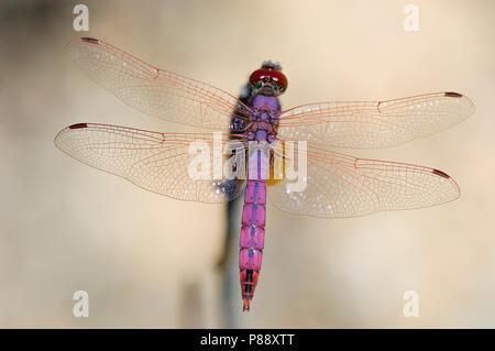 Mannetje Purperlibel, männliche Trithemis annulata Stockfoto