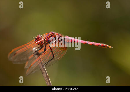 Mannetje Purperlibel, männliche Trithemis annulata Stockfoto