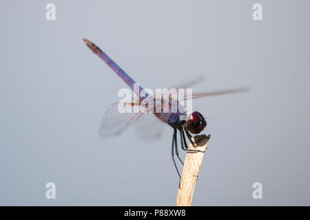 Mannetje Purperlibel, männliche Trithemis annulata Stockfoto